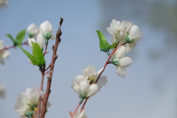 Soft, selective of plastic white flowers, blurred background