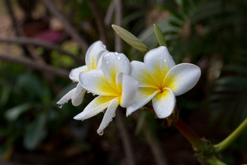 White and yellow plumeria flower with raindrops