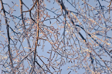 Ice Covered Tree Branches with Blue Sky