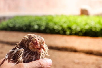 Poultry suffer from coryza (snot) disease with characteristic swelling in its eyes