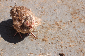 Poultry suffer from coryza (snot) disease with characteristic swelling in its eyes