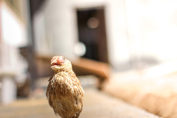 Poultry suffer from coryza (snot) disease with characteristic swelling in its eyes