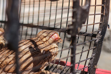 Poultry suffer from coryza (snot) disease with characteristic swelling in its eyes