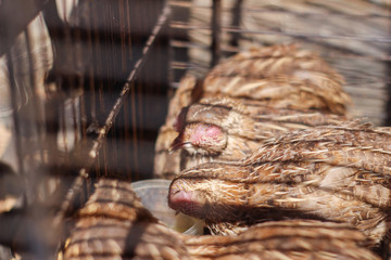 Poultry suffer from coryza (snot) disease with characteristic swelling in its eyes
