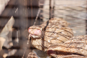 Poultry suffer from coryza (snot) disease with characteristic swelling in its eyes