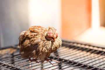 Poultry suffer from coryza (snot) disease with characteristic swelling in its eyes