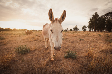 White donkey in a dry field at sunset with a sheep in the background. Summer in Australia. Central...