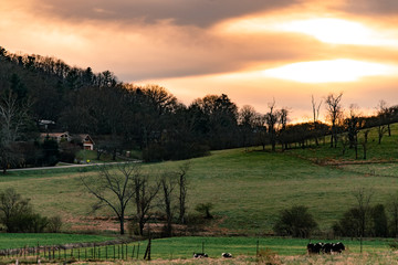 Sunset over Blue Ridge dairy farm while cows walk up the valley 