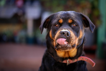Portrait of black and tan rottweiler sitting up looking at the camera and licking lips with tongue. British origin breed.