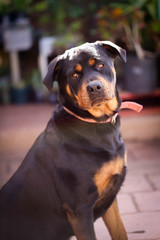 Portrait of black and tan rottweiler sitting up looking at the camera. British origin breed.