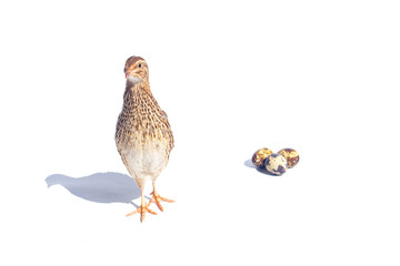 Quail hens and eggs isolated on white.Domesticated quails are important agriculture 