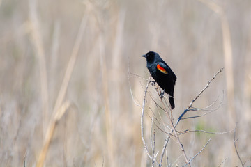 Red-winged Blackbird in a Marsh