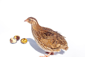Quail hens and eggs isolated on white.Domesticated quails are important agriculture 