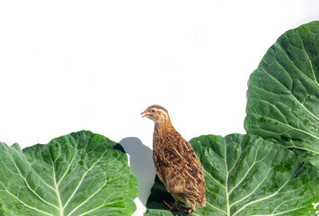 Quail hens and eggs with big leaves isolated on white.Domesticated quails are important agriculture...