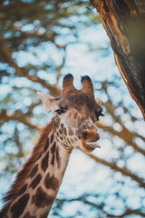 close up of giraffe with tongue sticking out