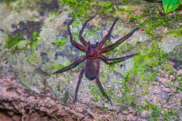 Brown spider on tree trunk