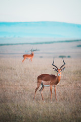 Naklejka premium Impala in kenya staring at camera