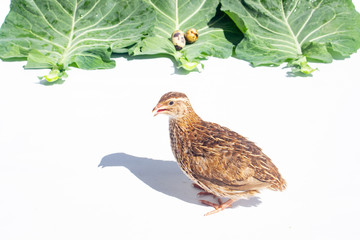 Quail hens and eggs with big leaves isolated on white.Domesticated quails are important agriculture poultry 
