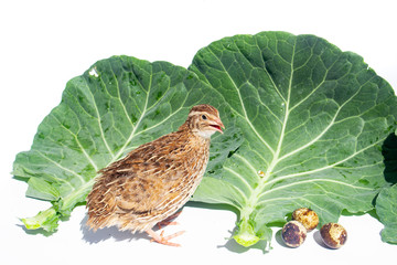 Quail hens and eggs isolated on white.Domesticated quails are important agriculture poultry 