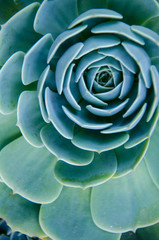 Green blue turquoise echeveria succulent   .