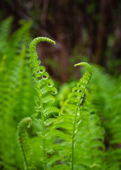 fern on green background
