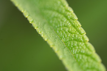 water drops on green leaf