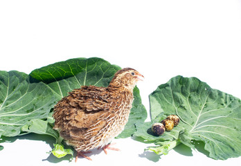Quail hens and eggs with big leaves isolated on white.Domesticated quails are important agriculture poultry 