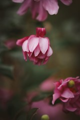 Pretty pink helebore flowers in Victoria's high country