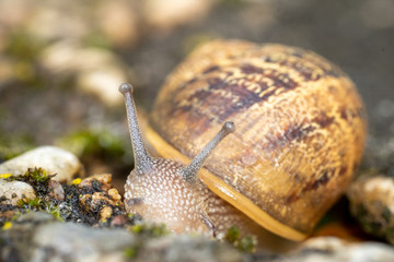 House garden snail close up macro.