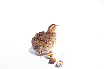 Quail hens and eggs isolated on white.Domesticated quails are important agriculture 