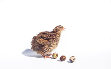 Quail hens and eggs isolated on white.Domesticated quails are important agriculture 
