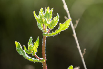 Backlit new growth of plant leafs .