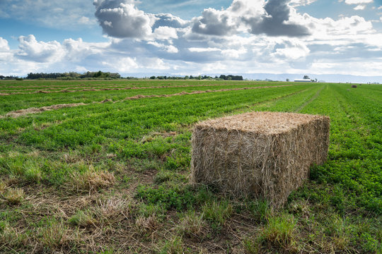 Large hay square bail in a green field .