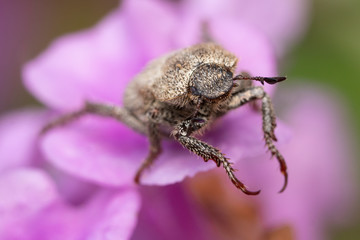 Large hairy gray beetle bug on macro close up.