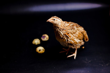 Quail and eggs isolated on Black.Domesticated quails are important agriculture , selective focus 
