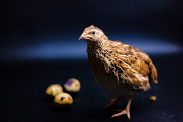 Quail and eggs isolated on Black.Domesticated quails are important agriculture , selective focus 