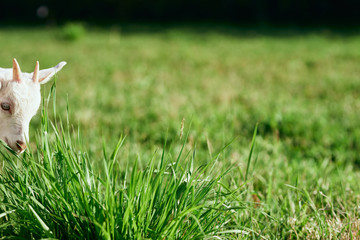 Obraz premium grass on green background