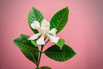 Gardenia jasminoides or Cape jasmine flower on pink background