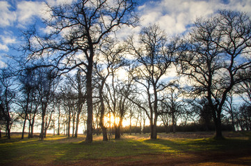 Fototapeta na wymiar Sunset behind an oak tree in a countryside .