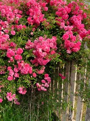 Rosier des champs fleuri