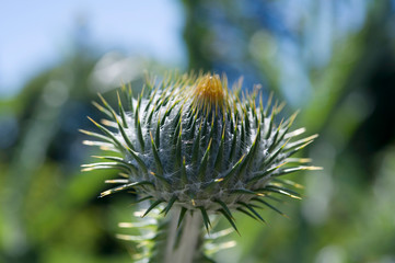 Naklejka na ściany i meble Thistle