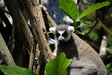 The ring-tailed lemur is a large strepsirrhine primate and the most recognized lemur due to its long, black and white ringed tail.  Like all lemurs it is endemic to the island of Madagascar.