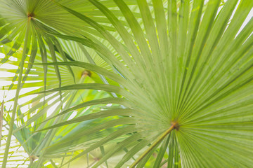 Fototapeta na wymiar Large sprawling fan palms leaves close up in Airlie Beach, Queensland