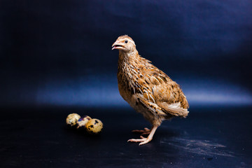 Quail and eggs isolated on Black.Domesticated quails are important agriculture , selective focus 
