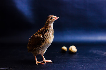 Quail and eggs isolated on Black.Domesticated quails are important agriculture , selective focus 