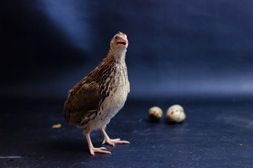 Quail and eggs isolated on Black.Domesticated quails are important agriculture , selective focus 