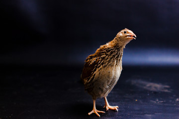 Quail and eggs isolated on Black.Domesticated quails are important agriculture , selective focus 