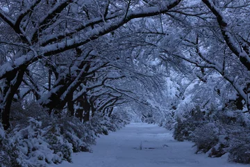 Kitakami-Tenshochi im Winter © yspbqh14