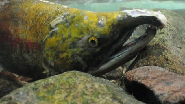Male Sockeye salmon dying after spawning