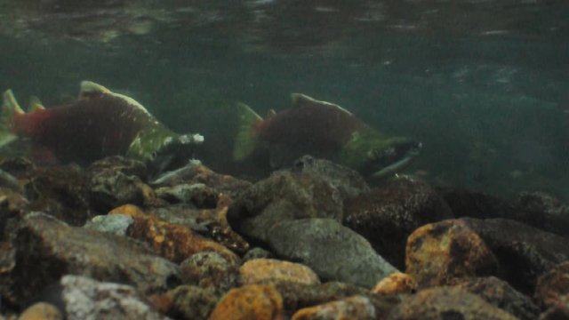 Sockeye salmon spawning